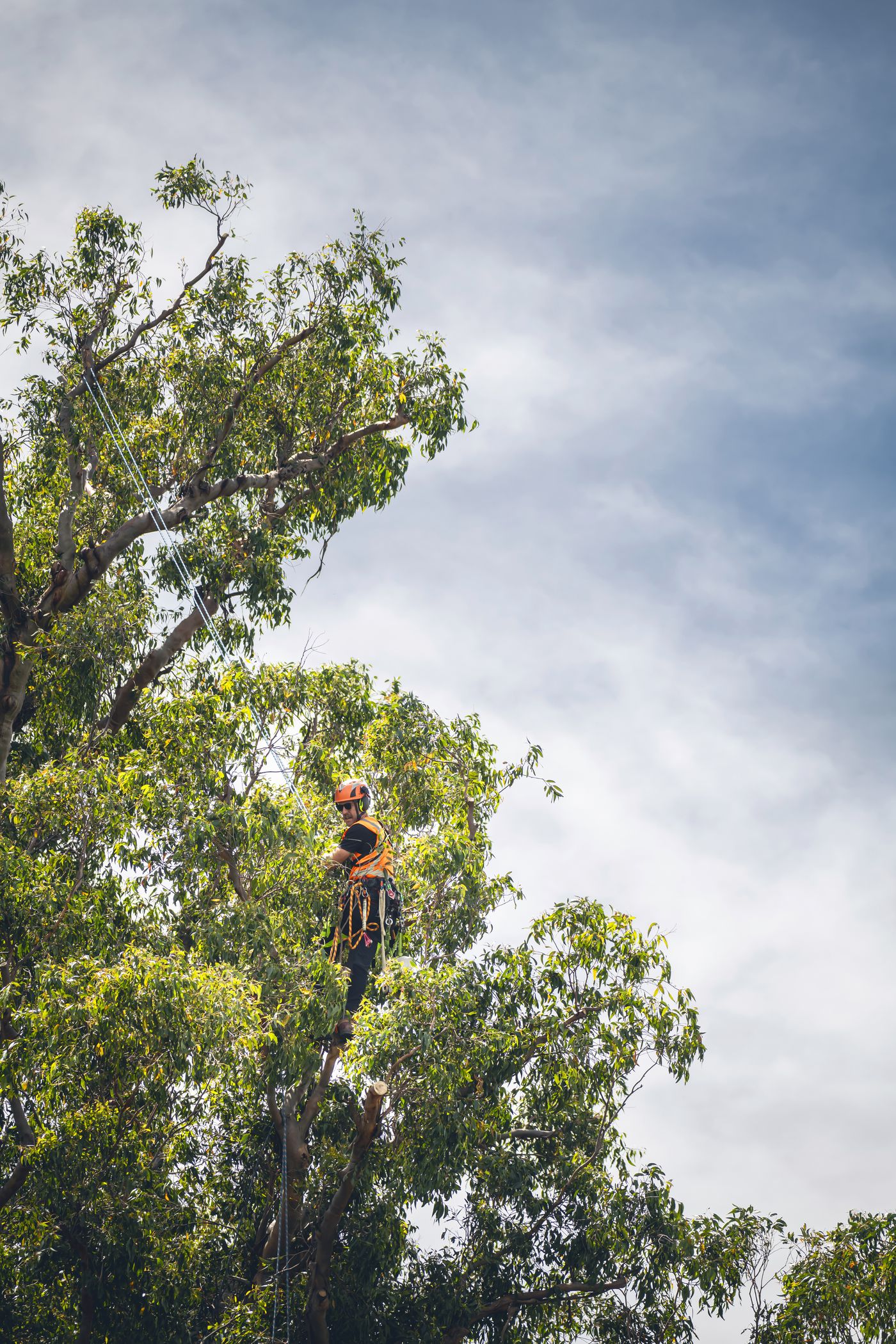 Arb Innovations arborist ascending into an oak on rope