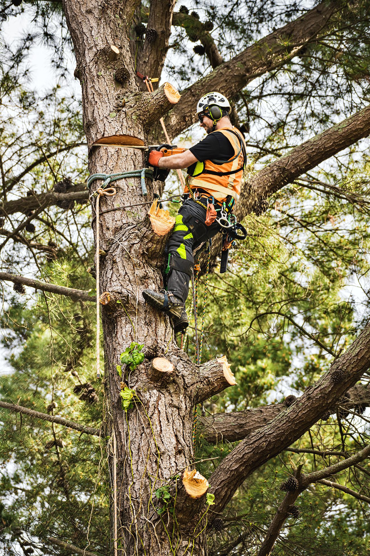 Arborist on spikes sectionally dismantling a large pine