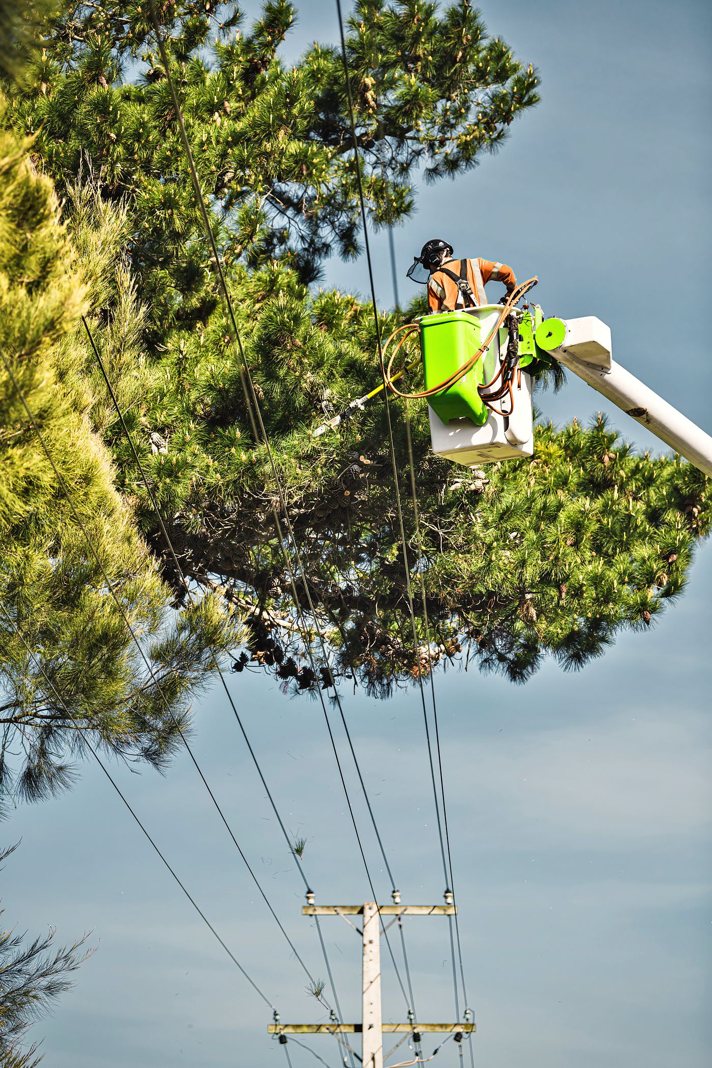 An Arb Innovations arborist working from an elevated platform high in a pine, with conductors running below