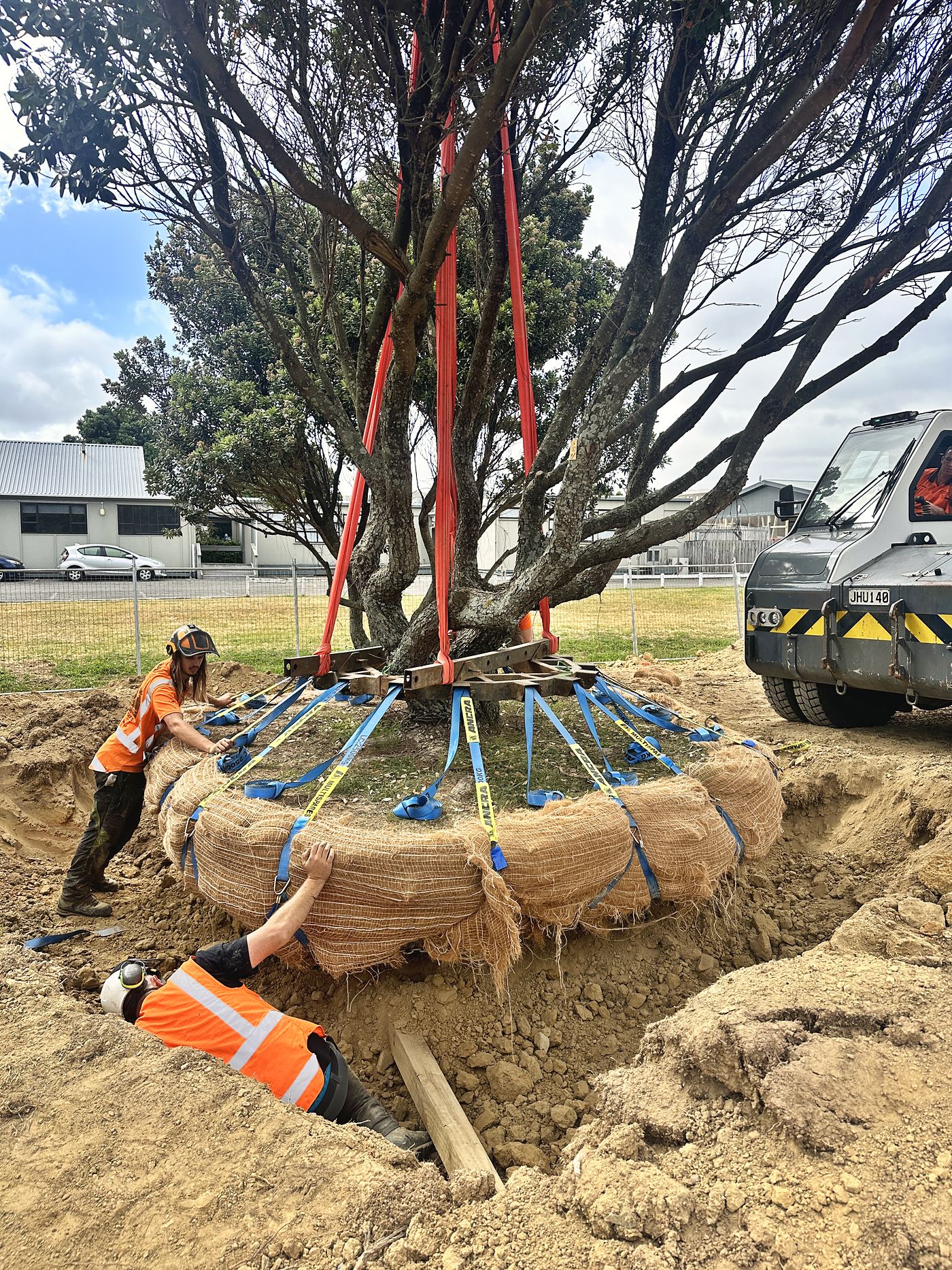 Arb Innovations crew strapping the wrapped root ball of a mature tree before lifting
