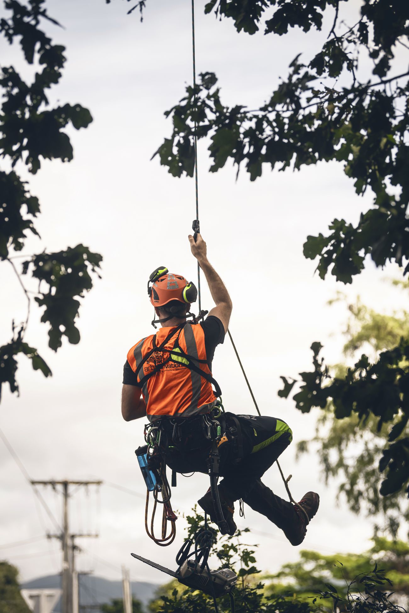 Arborist high in a eucalypt canopy against open sky
